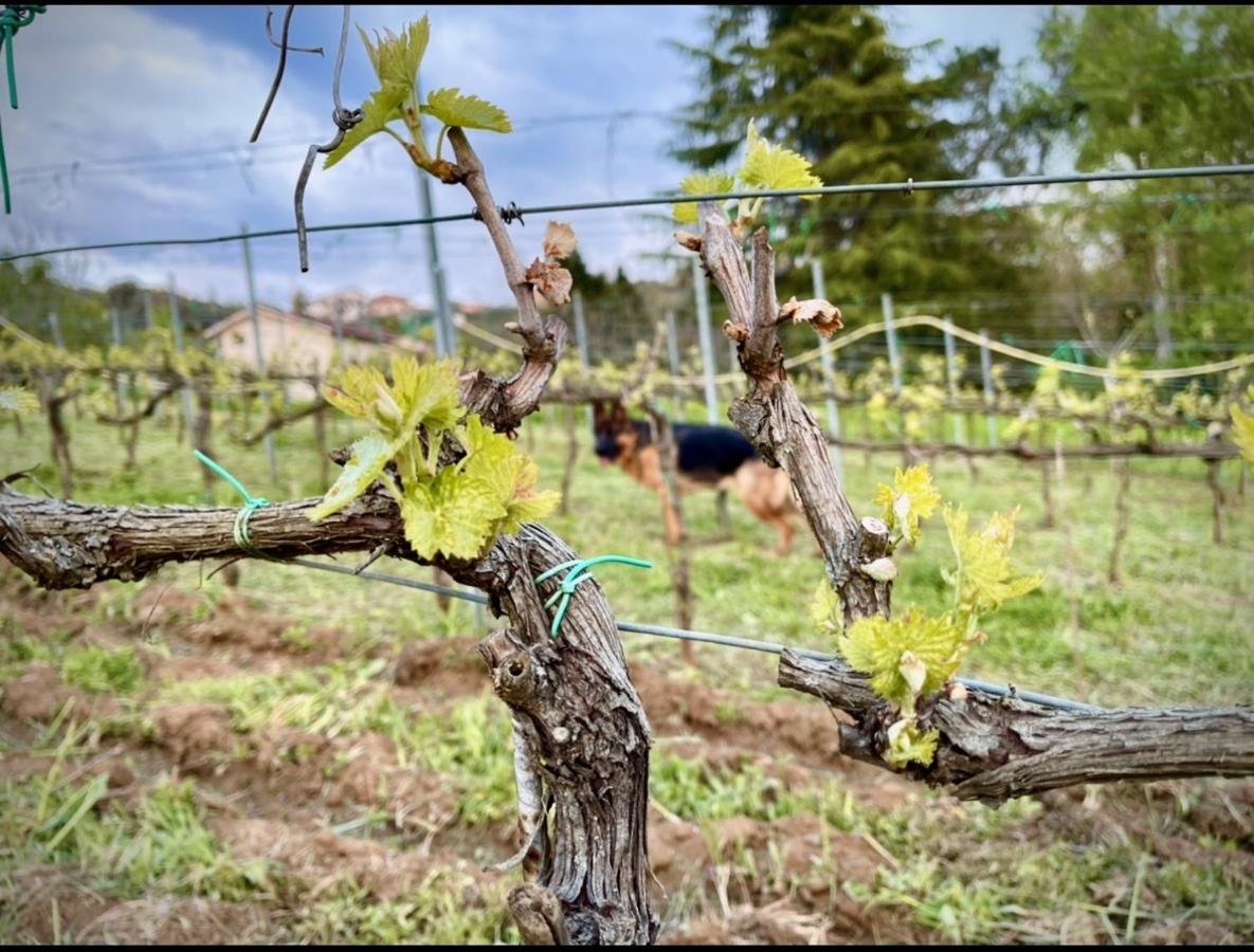 Donna Vittori - Borgo Agricolo Aparthotel Paliano Exteriör bild