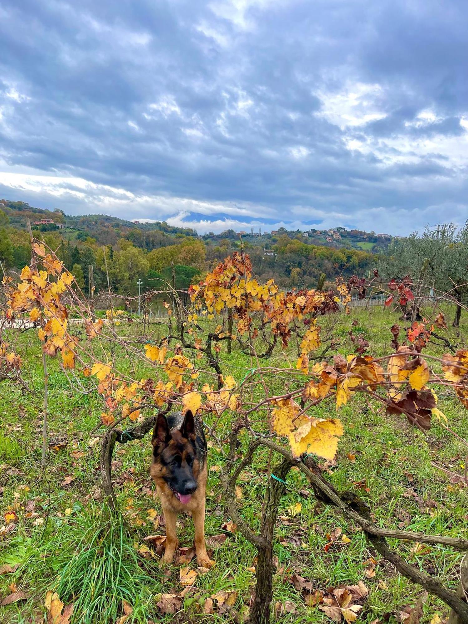 Donna Vittori - Borgo Agricolo Aparthotel Paliano Exteriör bild